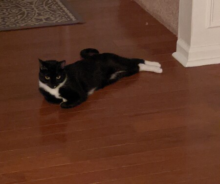 Entry image for Freya. Clicking this image will show a larger photo