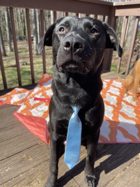 Entry image for Larry Wilson. Clicking this image will show a larger photo