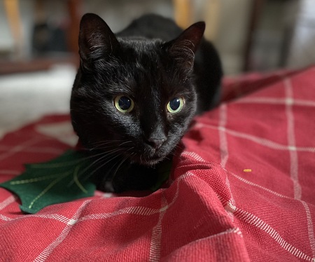 Entry image for Buddy. Clicking this image will show a larger photo