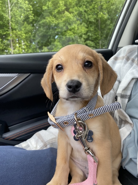 Entry image for Roo. Clicking this image will show a larger photo