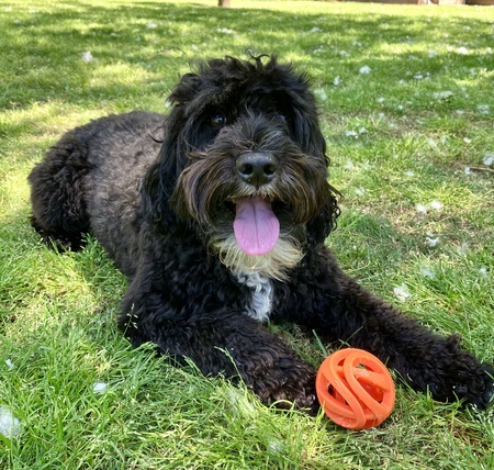 Entry image for Saban. Clicking this image will show a larger photo