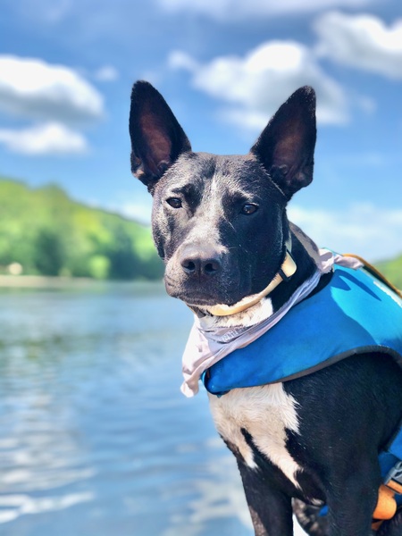 Entry image for Stella Luna. Clicking this image will show a larger photo