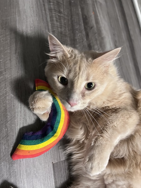 Entry image for Toby. Clicking this image will show a larger photo