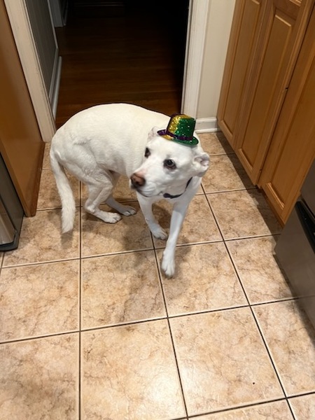 Entry image for Angel. Clicking this image will show a larger photo