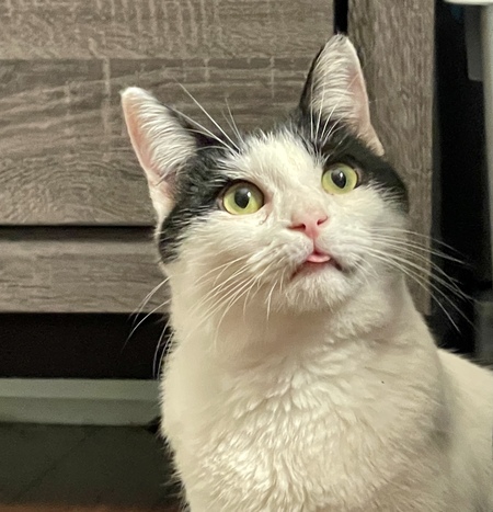 Entry image for Matcha. Clicking this image will show a larger photo