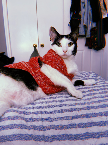 Entry image for Taquito. Clicking this image will show a larger photo