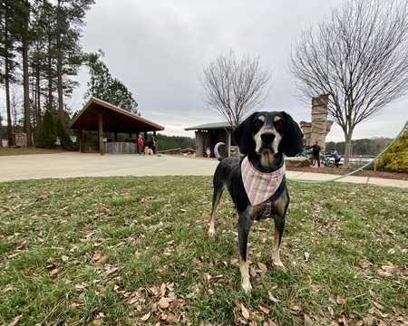 Entry image for Stella. Clicking this image will show a larger photo