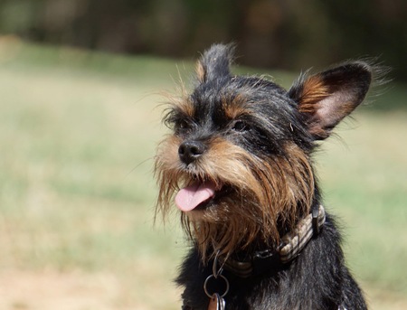 Entry image for Leo. Clicking this image will show a larger photo