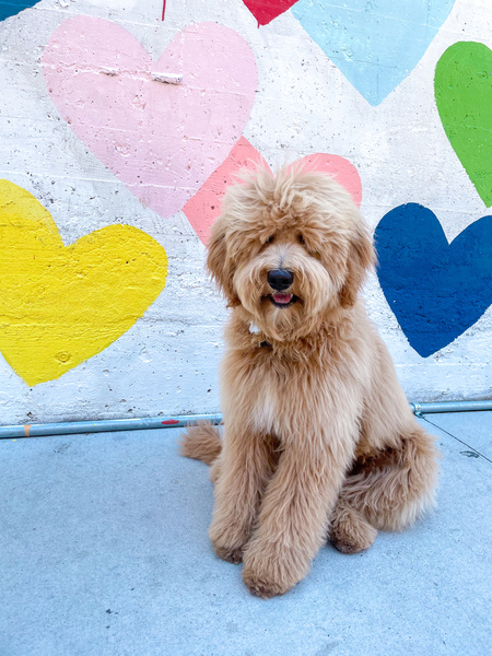 Entry image for Oaklyn . Clicking this image will show a larger photo