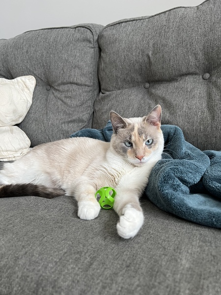 Entry image for Opal. Clicking this image will show a larger photo