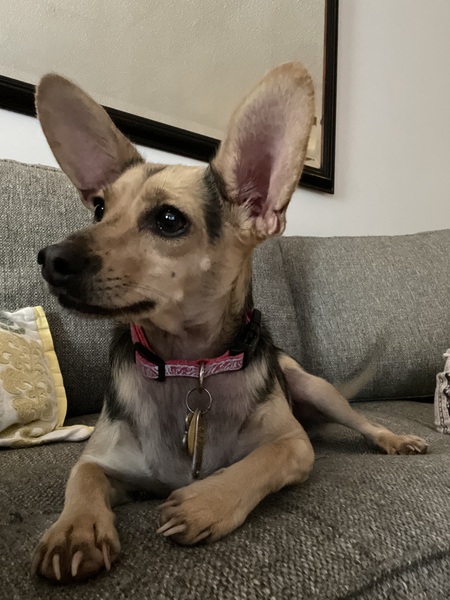 Entry image for Little Bits. Clicking this image will show a larger photo