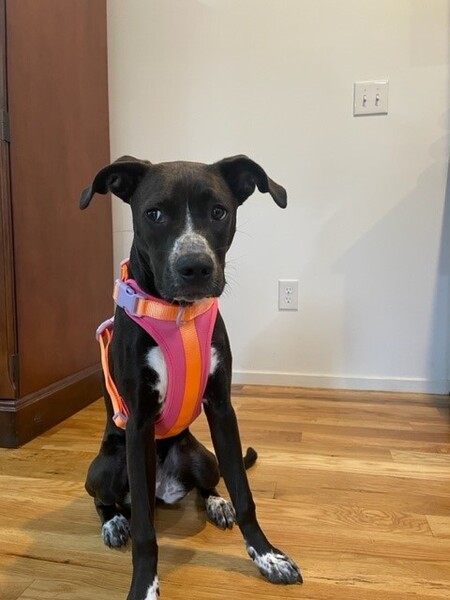 Entry image for Lolo. Clicking this image will show a larger photo