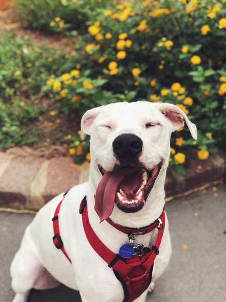 Entry image for Kira. Clicking this image will show a larger photo