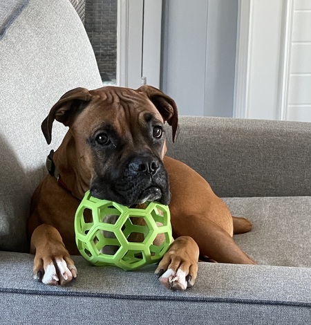 Entry image for Milo. Clicking this image will show a larger photo