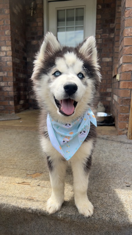 Koda