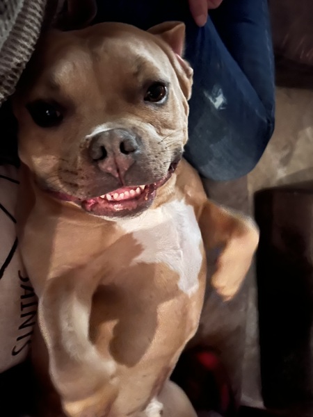 Taz