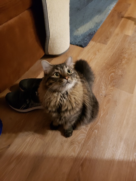 Finnegan Fancypants