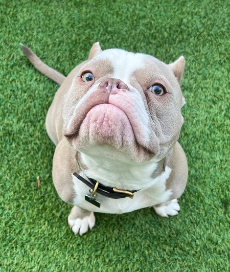 Bruno 
