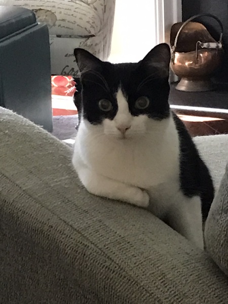 Daisy