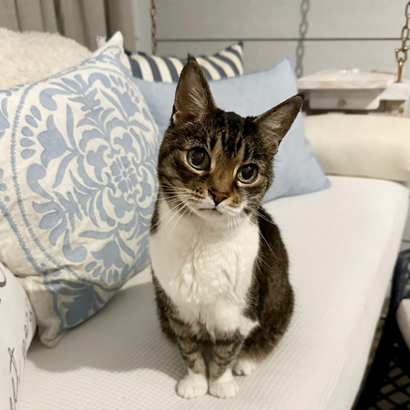 Kitty