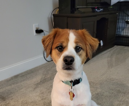 Bo