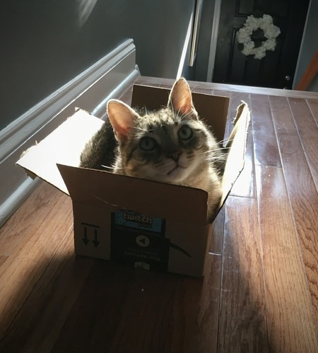 In memory of Coco Chameow Kitty Keener Lyon 