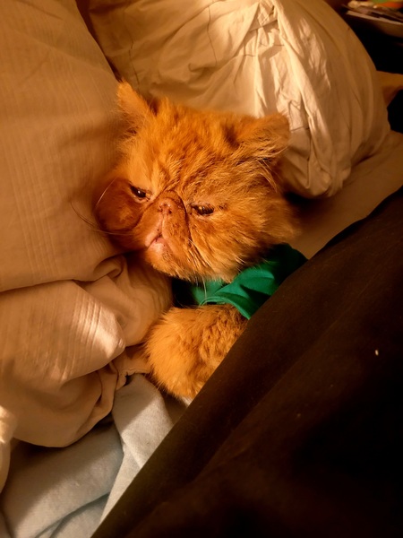 Simba