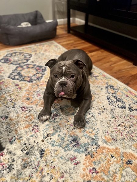 Ziggy 
