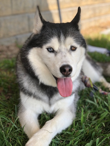 Niko