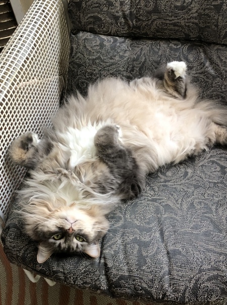 Merlin