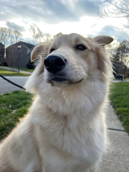 Koda