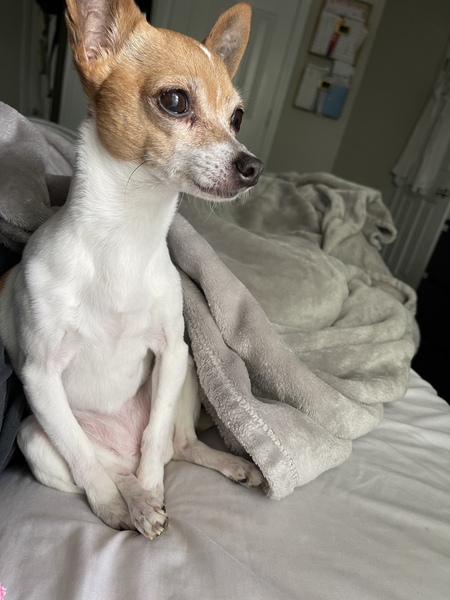 Boss Lady Belle