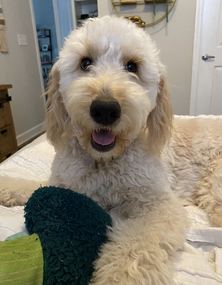 Entry image for Lola. Clicking this image will show a larger photo