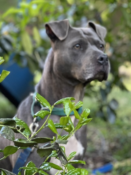 Entry image for Blue. Clicking this image will show a larger photo