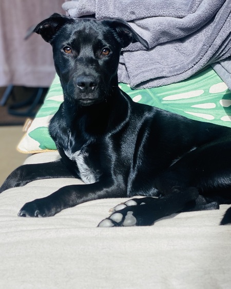 Entry image for Ryder. Clicking this image will show a larger photo