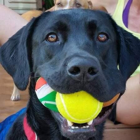 Entry image for Ruger. Clicking this image will show a larger photo