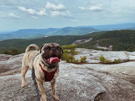 Entry image for Doc. Clicking this image will show a larger photo