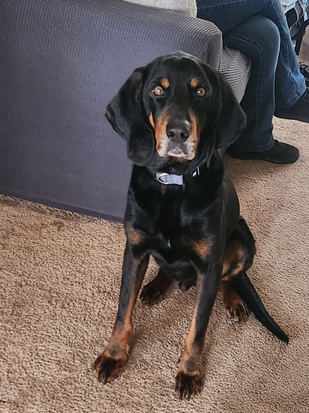 Entry image for Henry . Clicking this image will show a larger photo