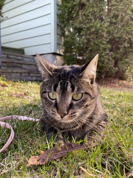 Entry image for Mira . Clicking this image will show a larger photo