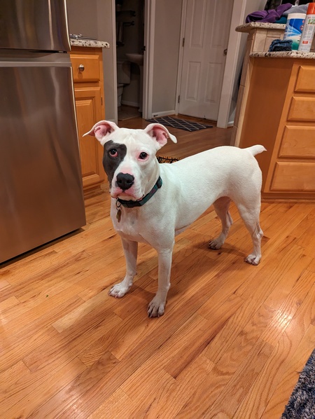 Entry image for Angel . Clicking this image will show a larger photo