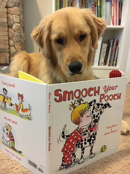 Entry image for Harley. Clicking this image will show a larger photo