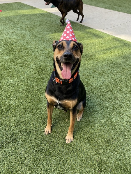 Entry image for Roscoe. Clicking this image will show a larger photo