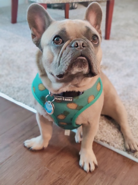 Entry image for Murphy. Clicking this image will show a larger photo