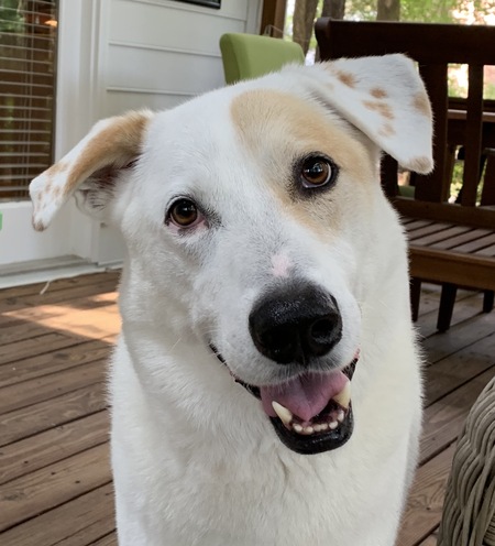 Entry image for Jack. Clicking this image will show a larger photo