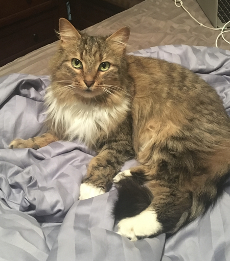 Entry image for Charlie . Clicking this image will show a larger photo