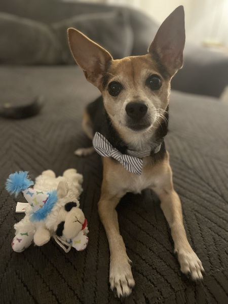 Entry image for Ryland. Clicking this image will show a larger photo