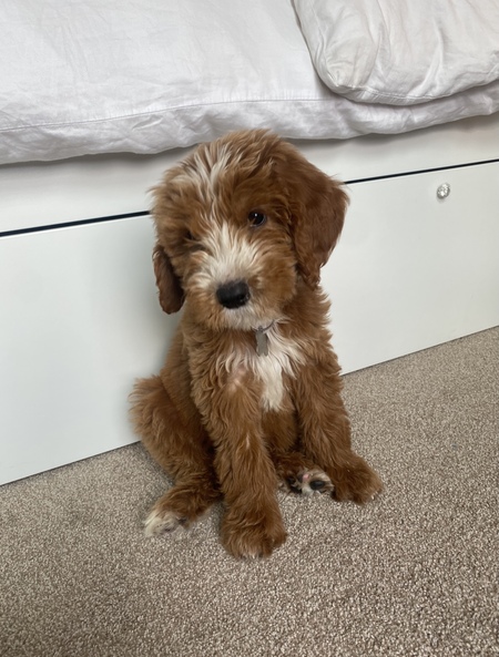 Entry image for Archer. Clicking this image will show a larger photo