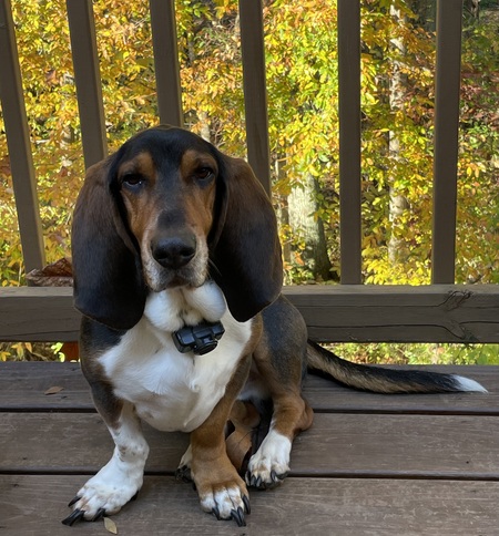 Entry image for buckaroo . Clicking this image will show a larger photo