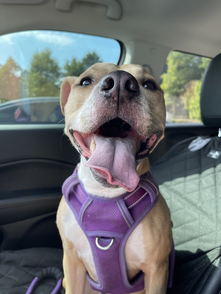 Entry image for Lucy. Clicking this image will show a larger photo