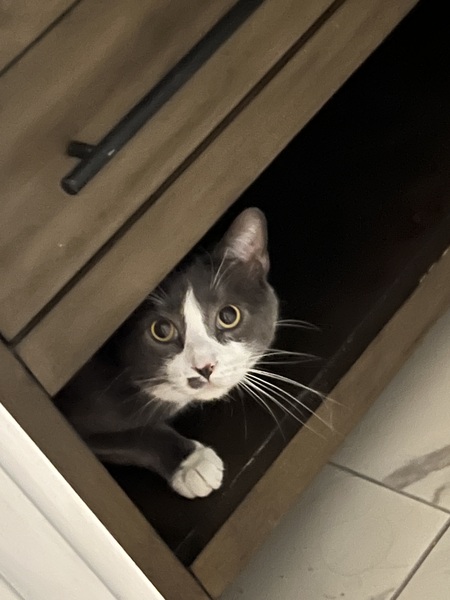 Entry image for Smudgy . Clicking this image will show a larger photo